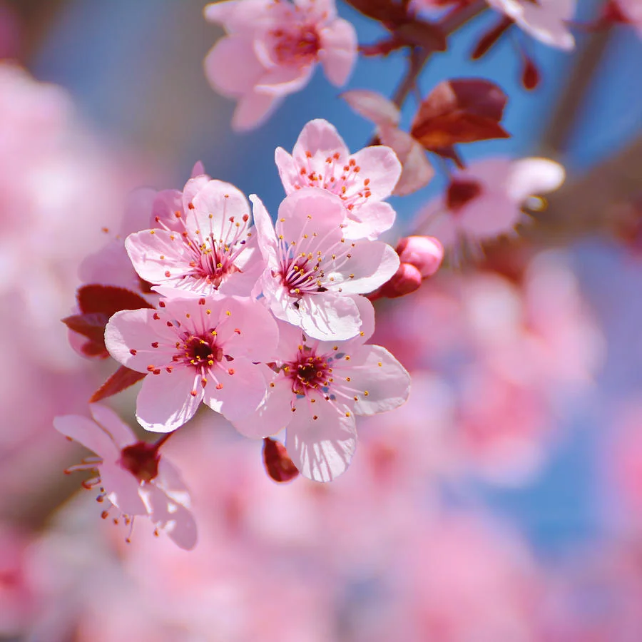 Sakura 3 Sakura - Flor de cerezo - Flores de Sakura significado y simbologia